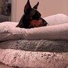 dogzandshoez